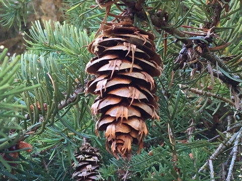 douglasfircone_large Sugar Pine Cones