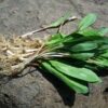 Fresh Whole Ramps