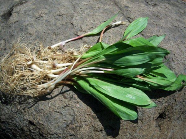 Fresh Whole Ramps